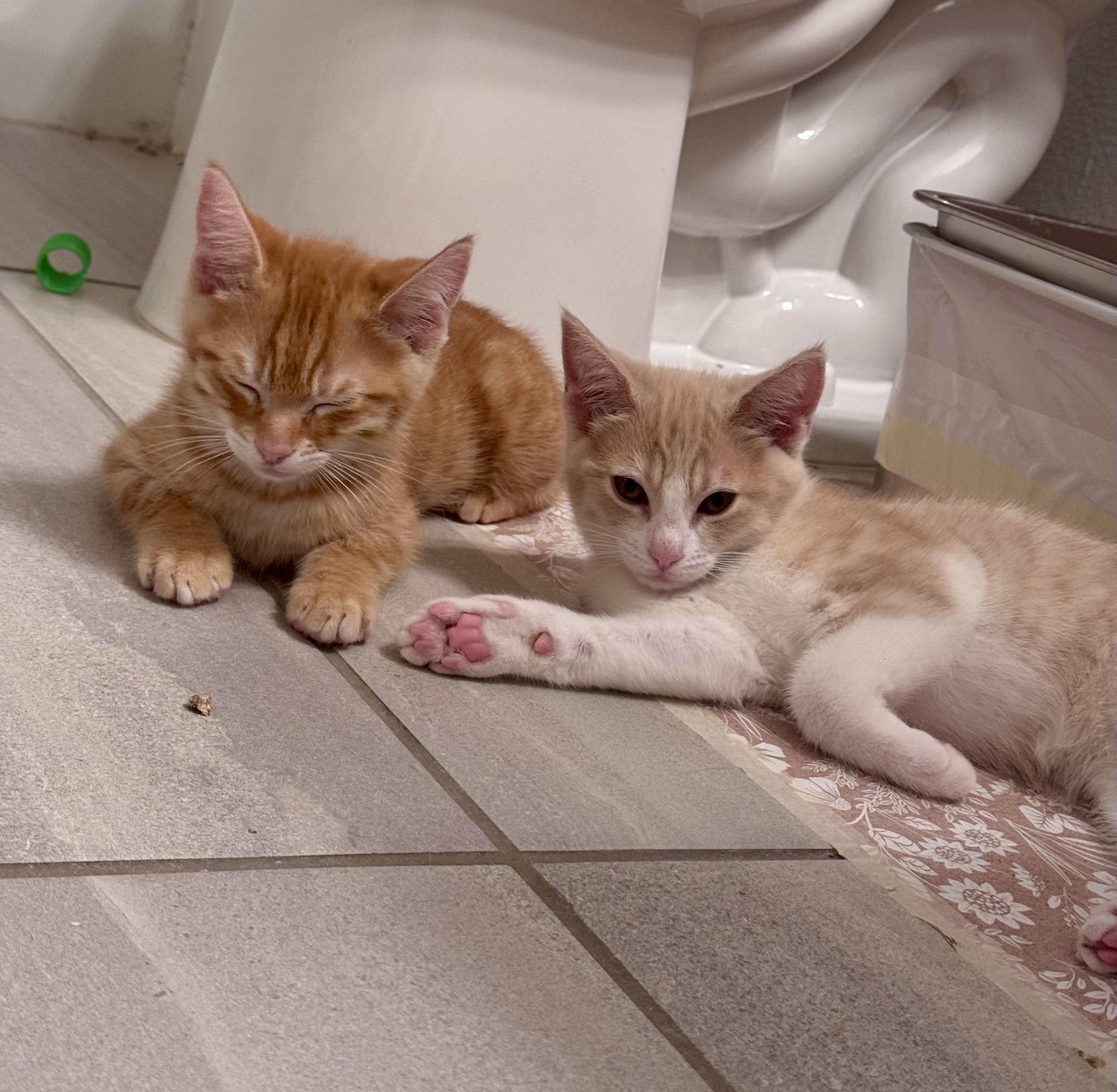 Bubbles and Spritz (snuggly / spirited / silly), Baby Male unknown