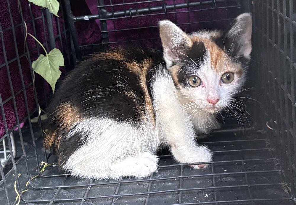 Thyme, Adopted, Kitten Female Domestic Short Hair.