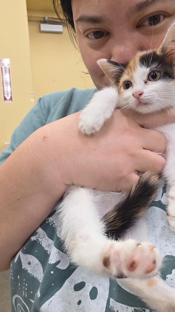 Enlarge Thyme, a Adopted mixed breed in Wilmington, NC image 2/2