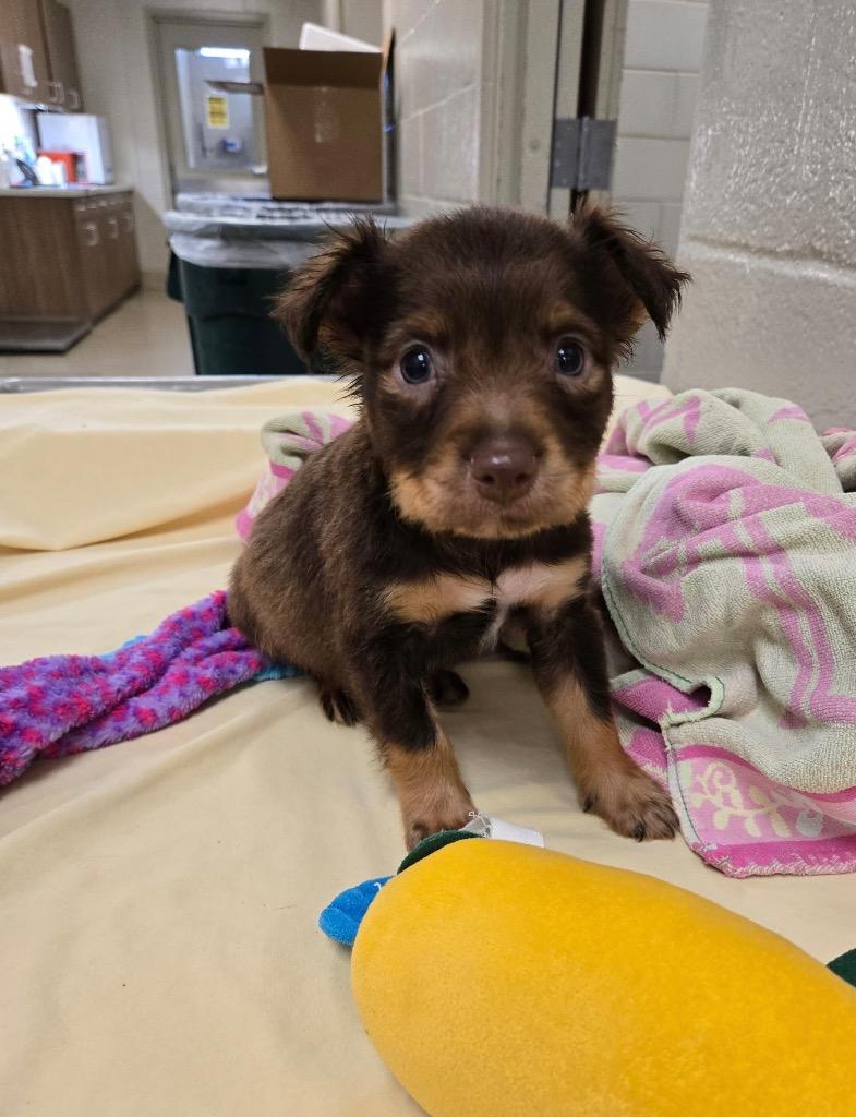 Agustus Maywho, Adoptable, Puppy Male Terrier.