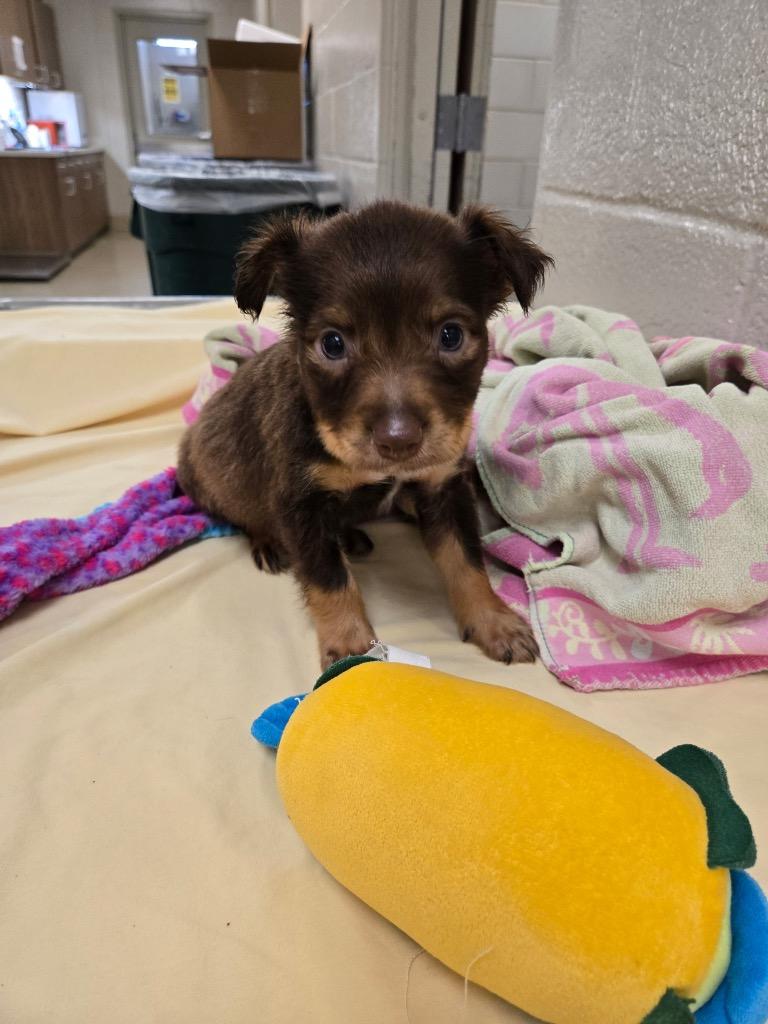 Enlarge Agustus Maywho, a Adoptable mixed breed in Seguin, TX image 2/2