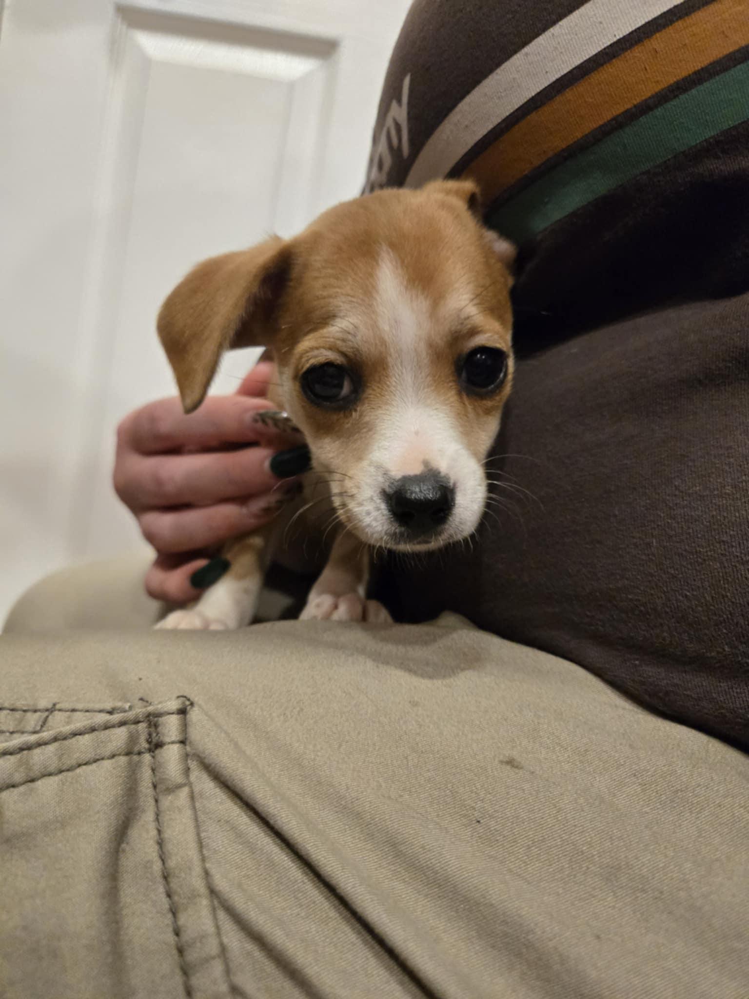 Enlarge Kelsea, a Adopted mixed breed in Discovery Bay, CA image 1/1