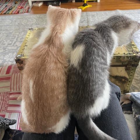 Crinkle and Ruffle photo 2