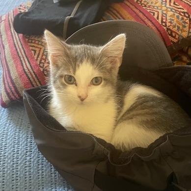 Crinkle and Ruffle, Baby Female Domestic Short Hair