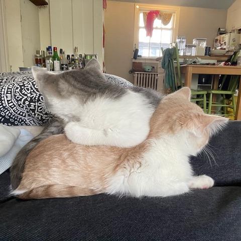 Crinkle and Ruffle photo 3