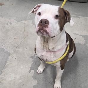 Navi, ADOPTABLE, Adult Female Pit Bull Terrier.