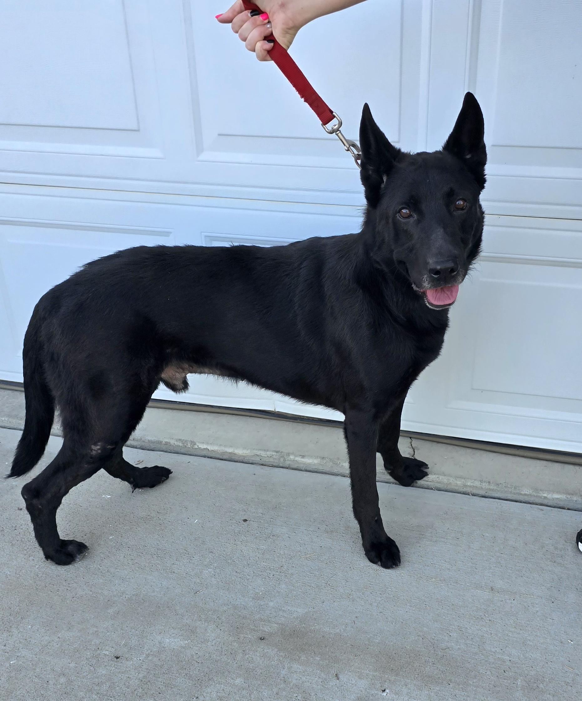 Diesel, a ADOPTABLE German Shepherd Dog in Tracy, CA image 2/3