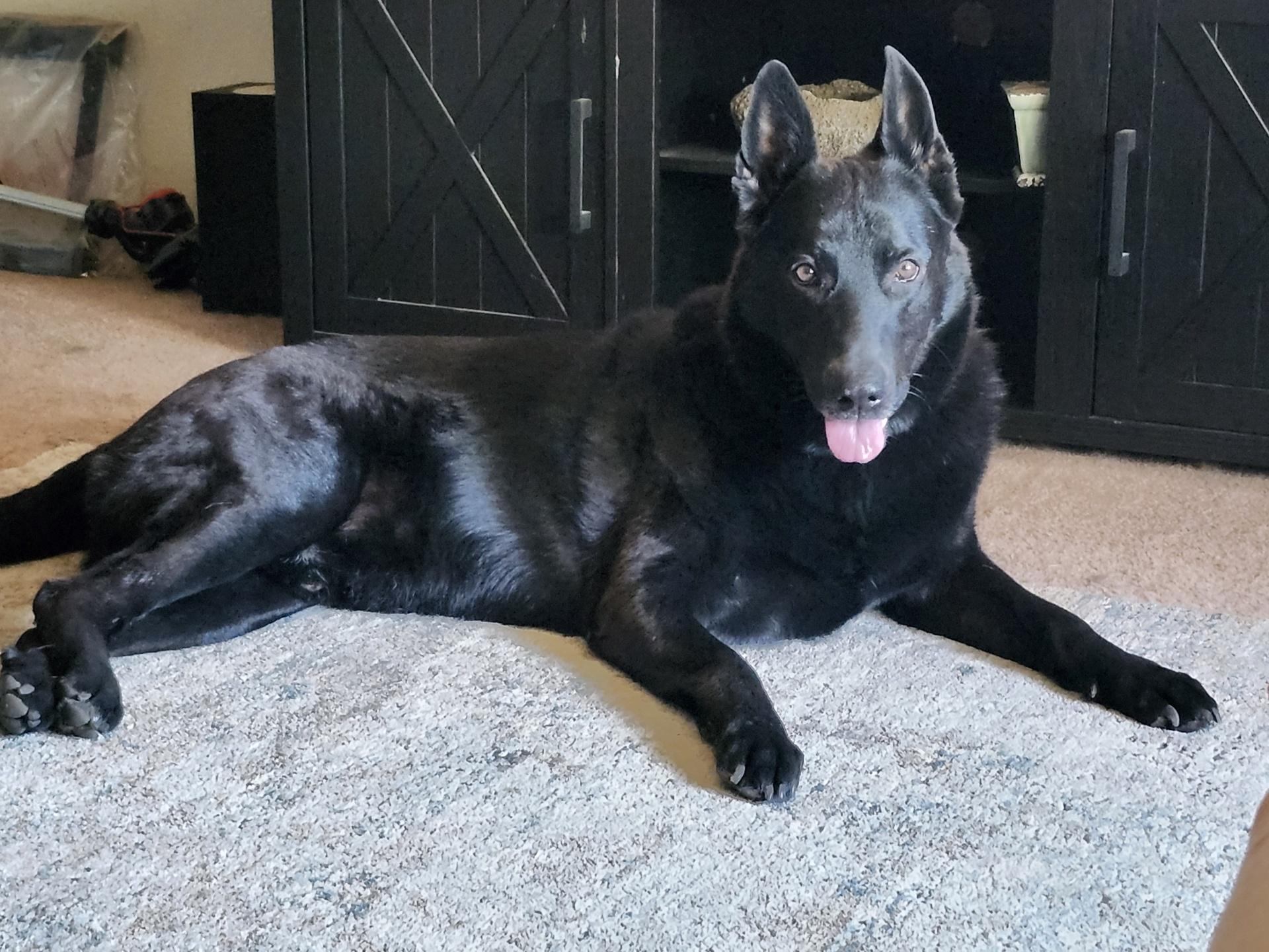 Diesel, a ADOPTABLE German Shepherd Dog in Tracy, CA image 3/3