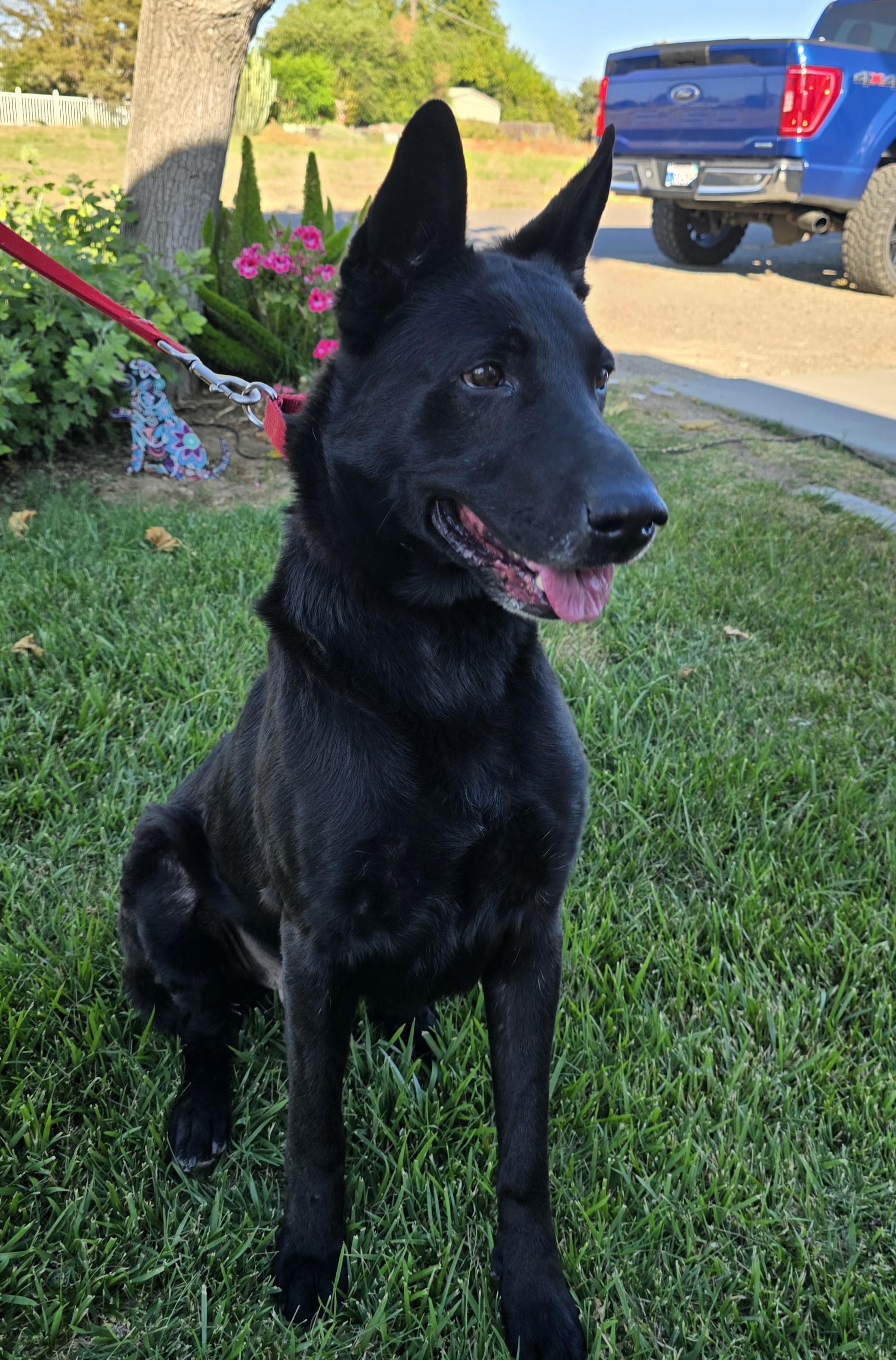 Diesel, ADOPTABLE, Adult Male German Shepherd Dog.
