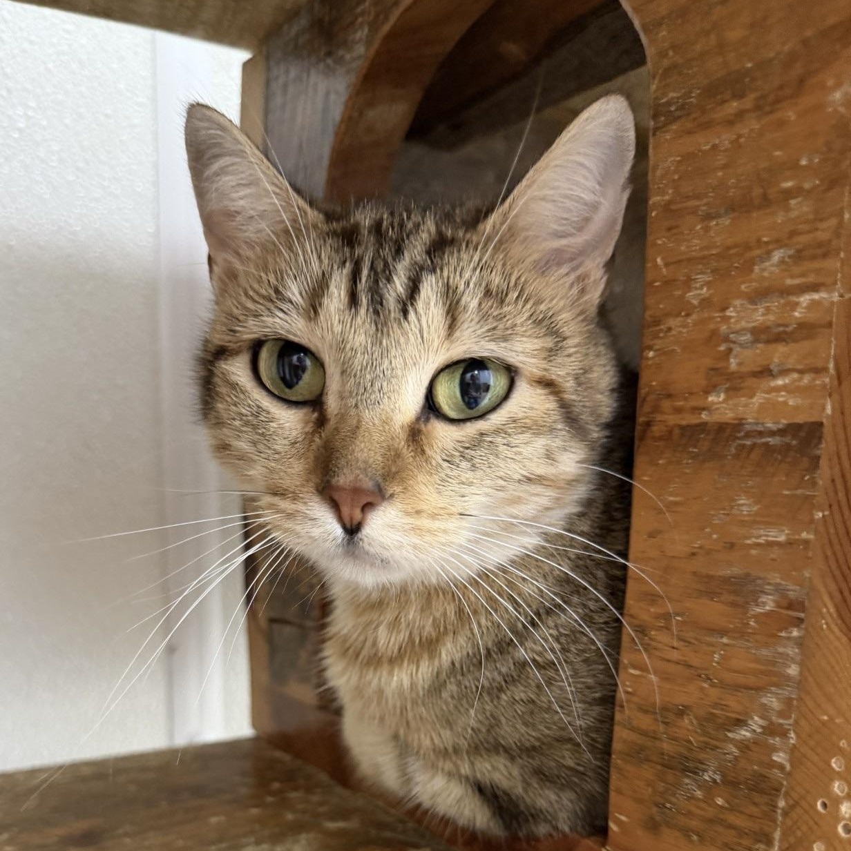 Monarch, ADOPTABLE, Adult Female Domestic Short Hair.