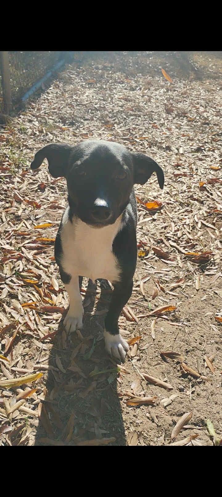 Blaze, Adoptable, Young Male Rat Terrier.