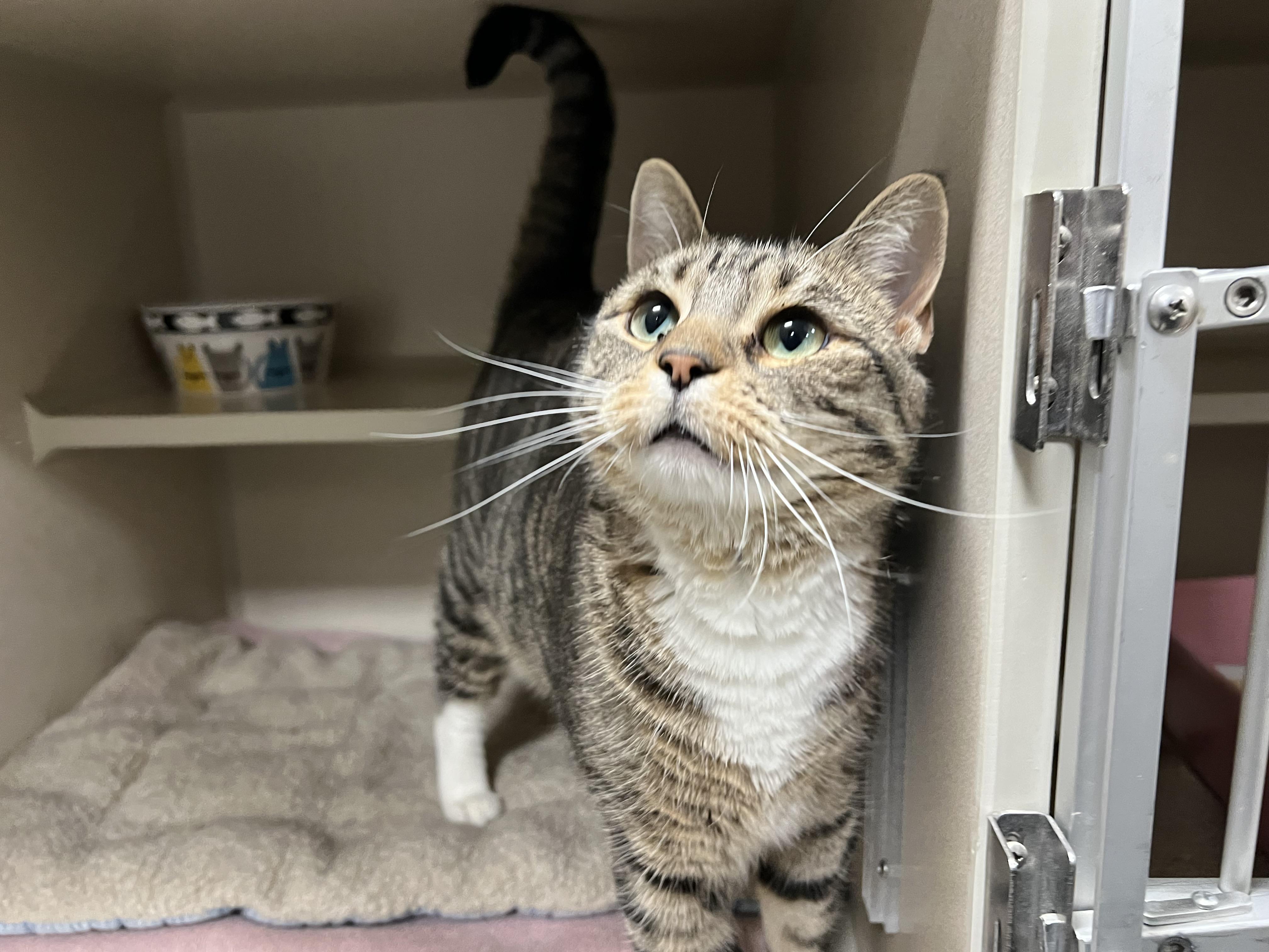Enlarge Sushi, a ADOPTABLE Tabby in New Rochelle, NY image 3/6