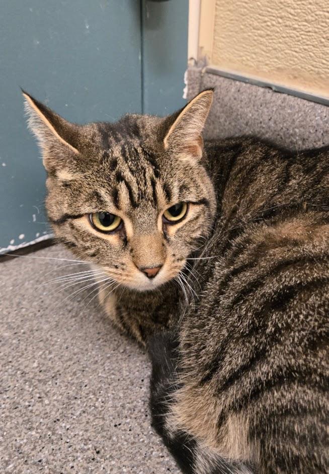 Enlarge Sushi, a ADOPTABLE Tabby in New Rochelle, NY image 4/6