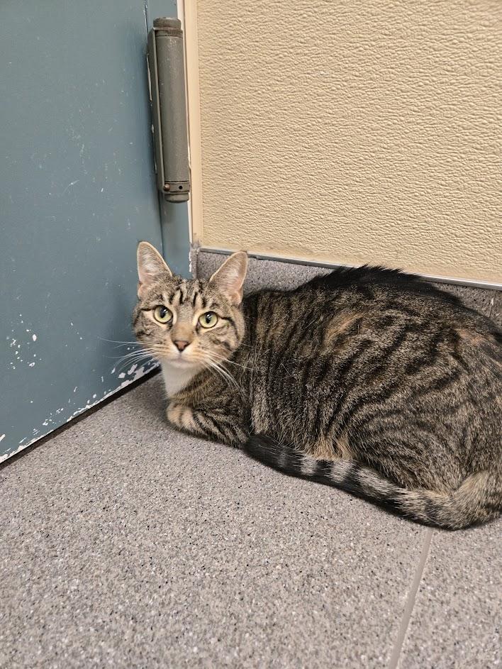 Enlarge Sushi, a ADOPTABLE Tabby in New Rochelle, NY image 6/6
