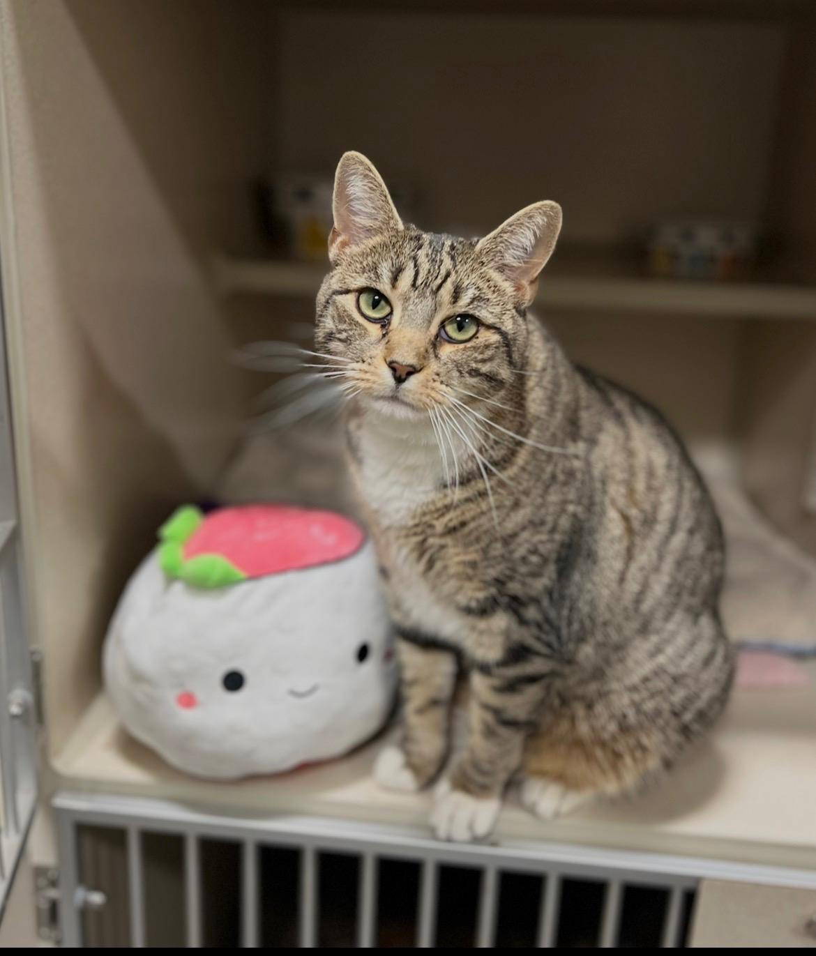 Sushi, ADOPTABLE, Adult Female Tabby.