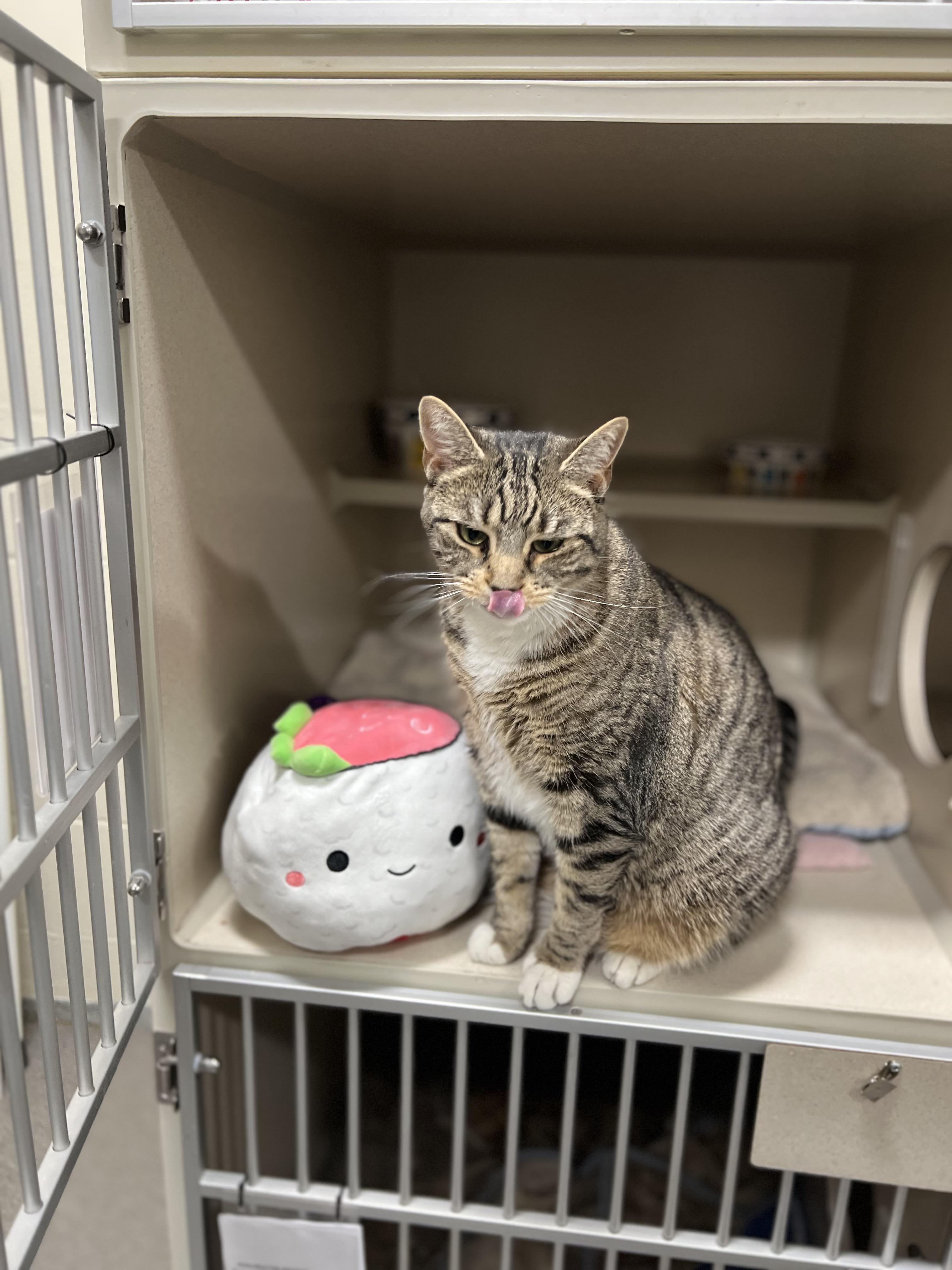 Enlarge Sushi, a ADOPTABLE Tabby in New Rochelle, NY image 5/6