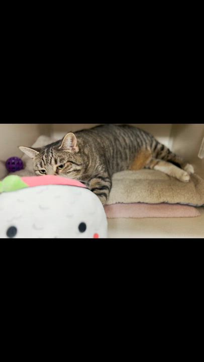 Enlarge Sushi, a ADOPTABLE Tabby in New Rochelle, NY video 2/6