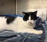 Oleander, ADOPTABLE, Adult Male Domestic Short Hair.