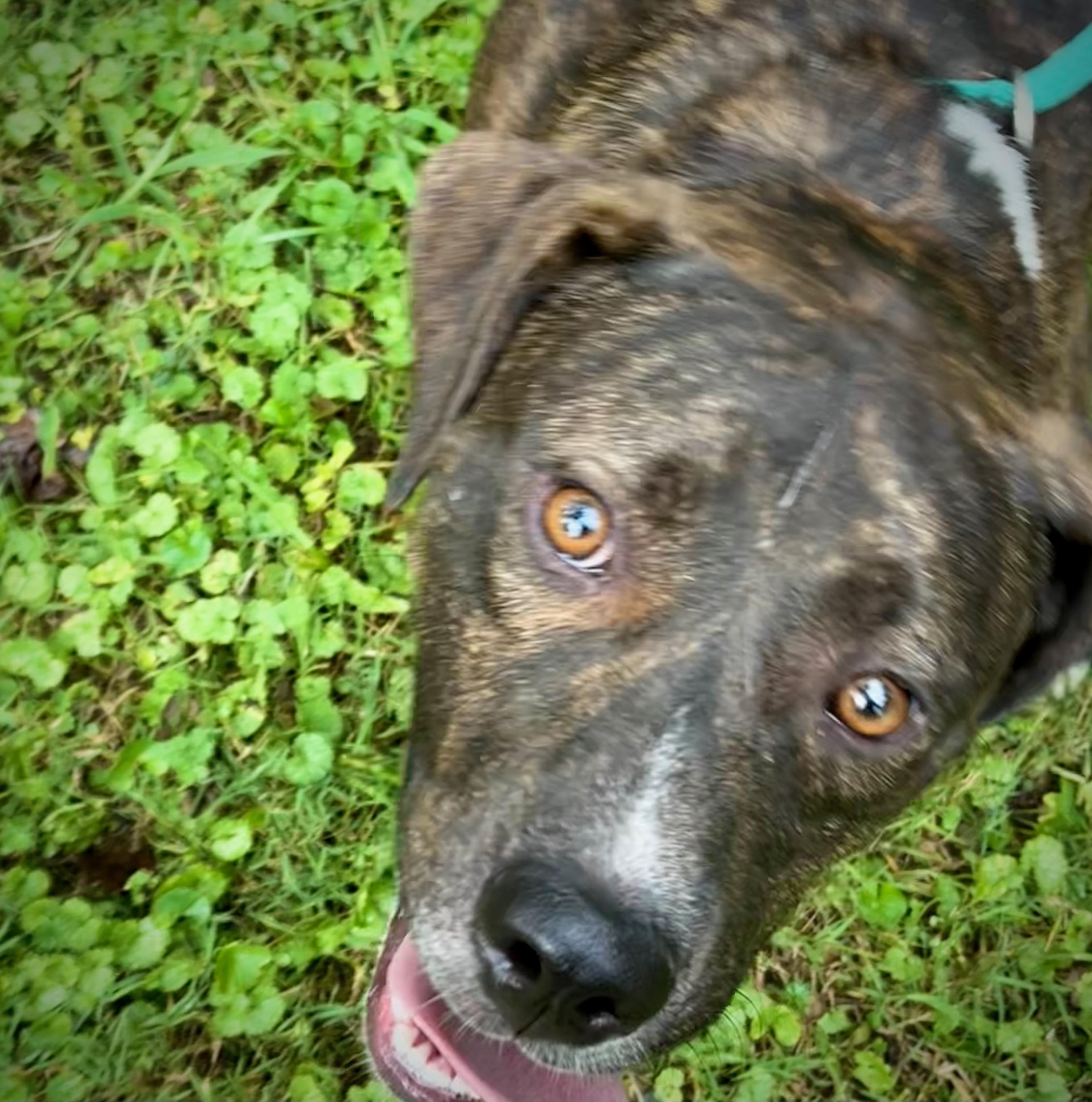 Enlarge Ted, a Adoptable mixed breed in Powell, TN image 2/4