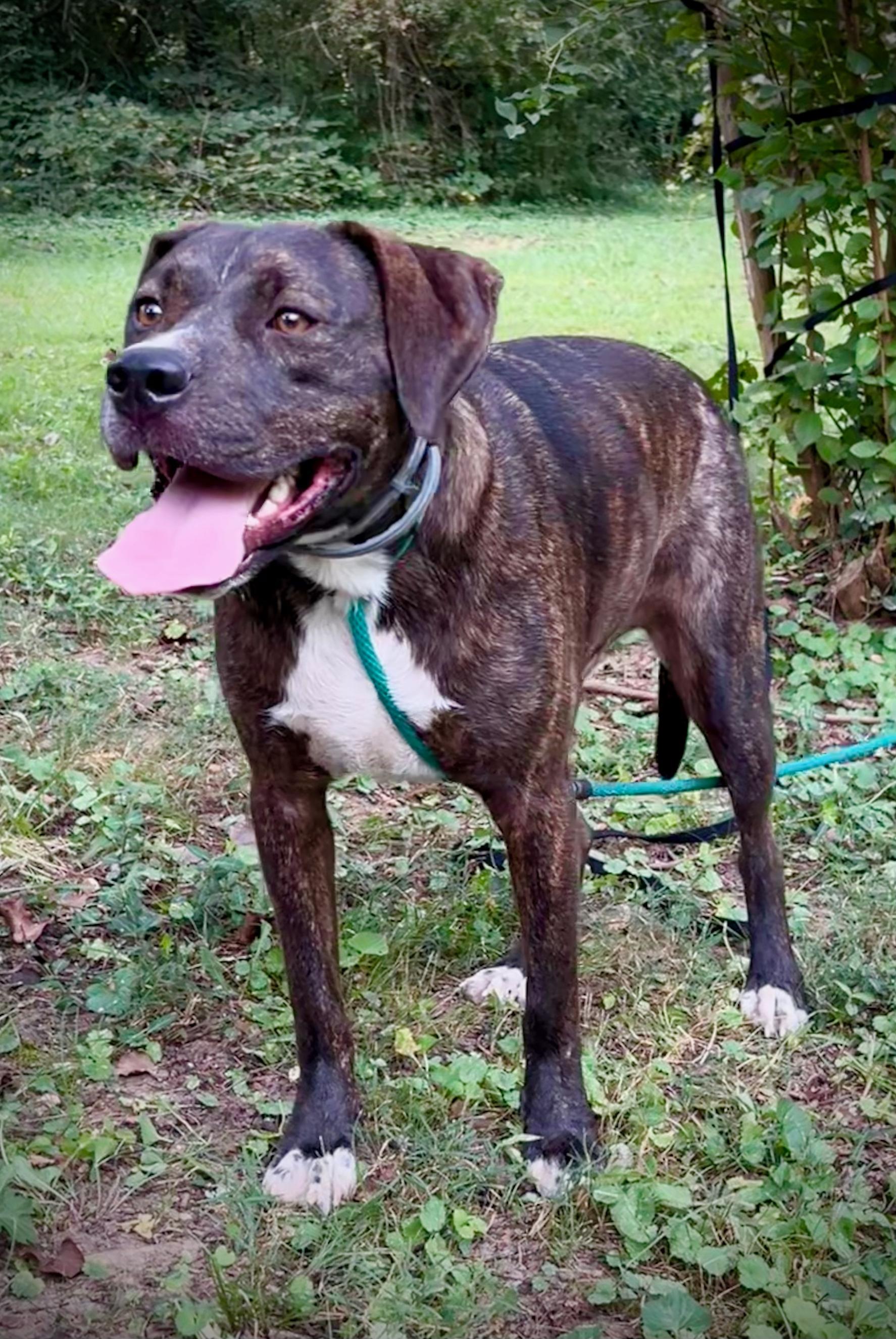 Enlarge Ted, a Adoptable mixed breed in Powell, TN image 3/4