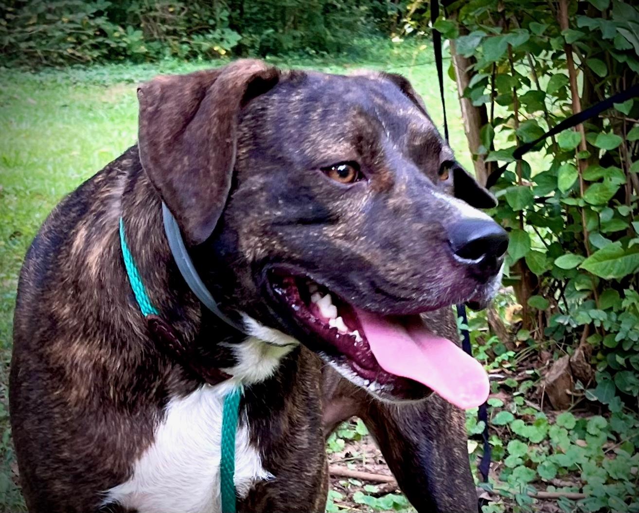 Enlarge Ted, a Adoptable mixed breed in Powell, TN image 1/4