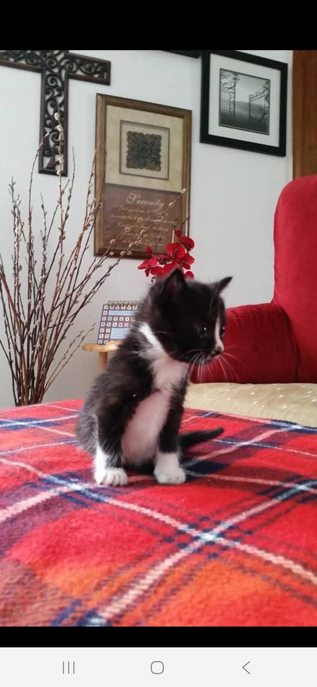 Kit kat, ADOPTABLE, Kitten Female American Shorthair.