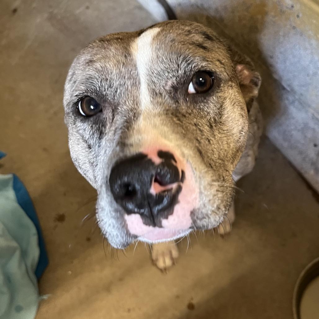 Enlarge Sassy, a Adoptable mixed breed in Waldorf, MD image 3/6
