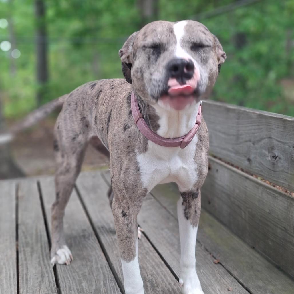 Enlarge Sassy, a Adoptable mixed breed in Waldorf, MD image 4/6