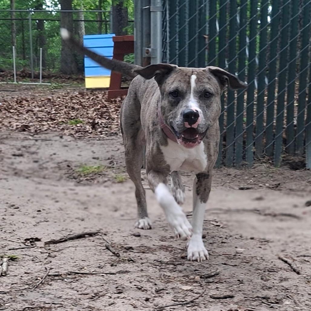 Enlarge Sassy, a Adoptable mixed breed in Waldorf, MD image 5/6