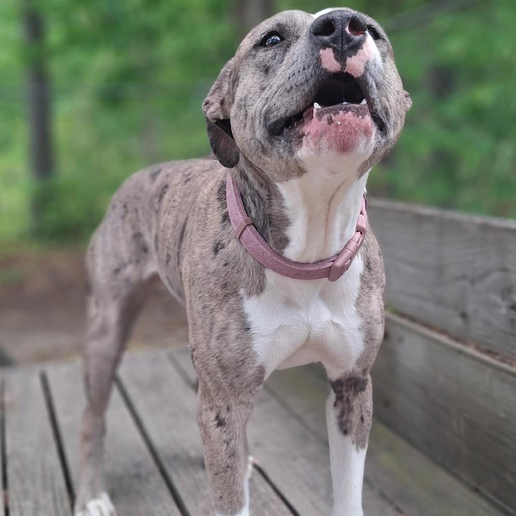 Enlarge Sassy, a Adoptable mixed breed in Waldorf, MD image 6/6