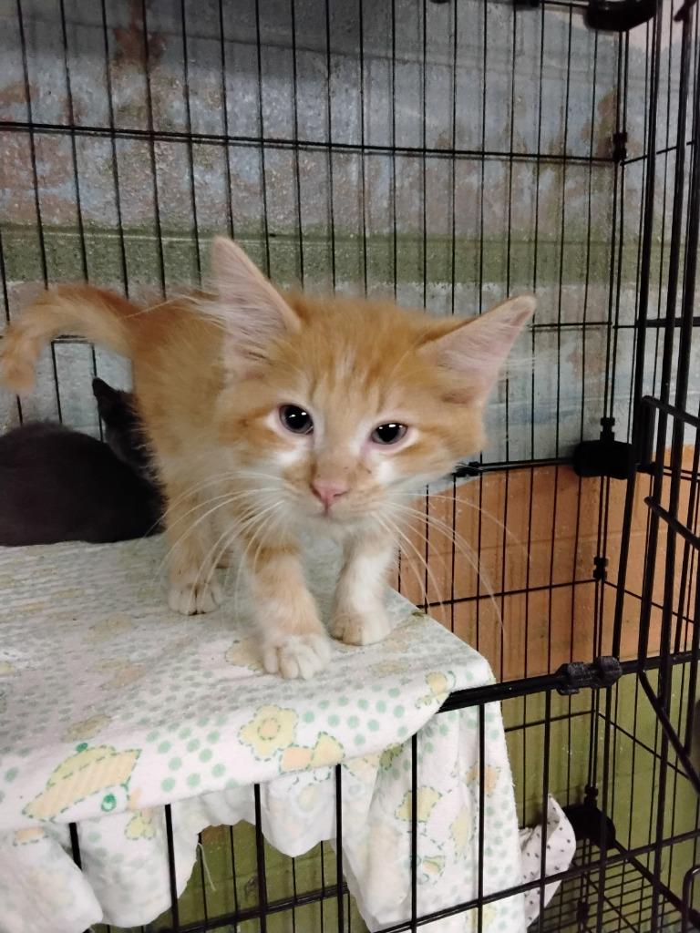 Enlarge Squishy, a Adopted mixed breed in Ada, OK image 1/1