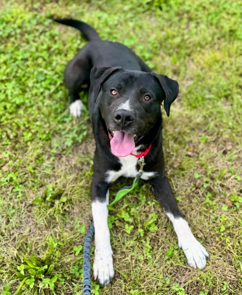 Max, Adoptable, Adult Male Labrador Retriever & Mixed Breed.
