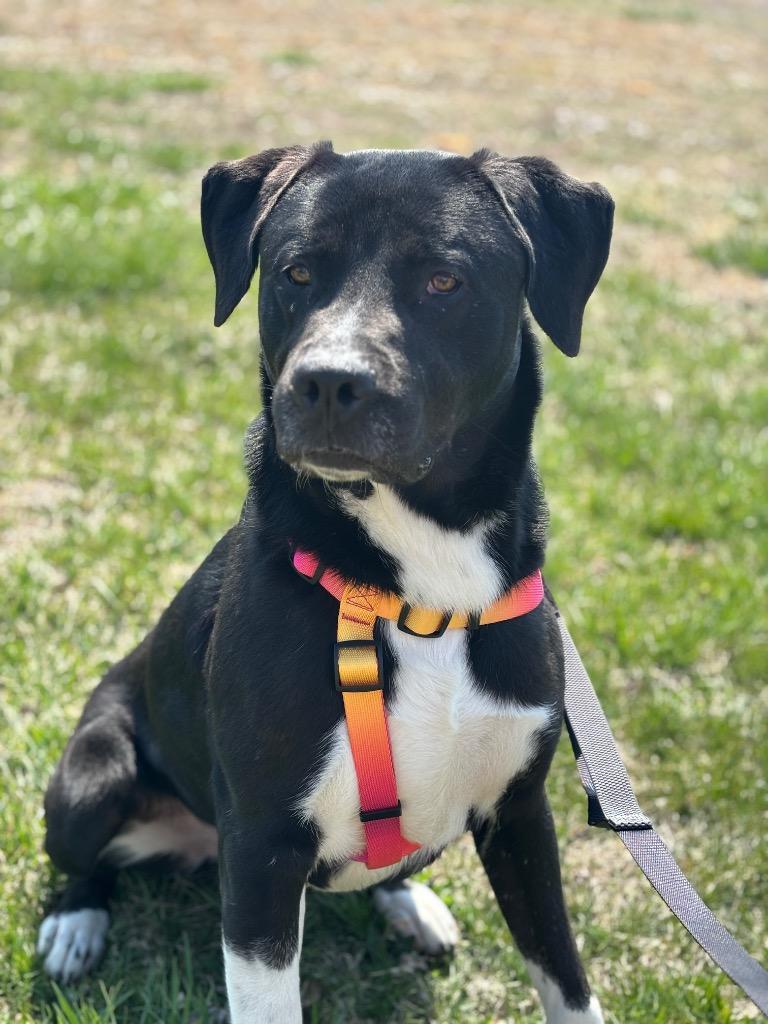 Max, Adoptable, Adult Male Labrador Retriever & Mixed Breed.