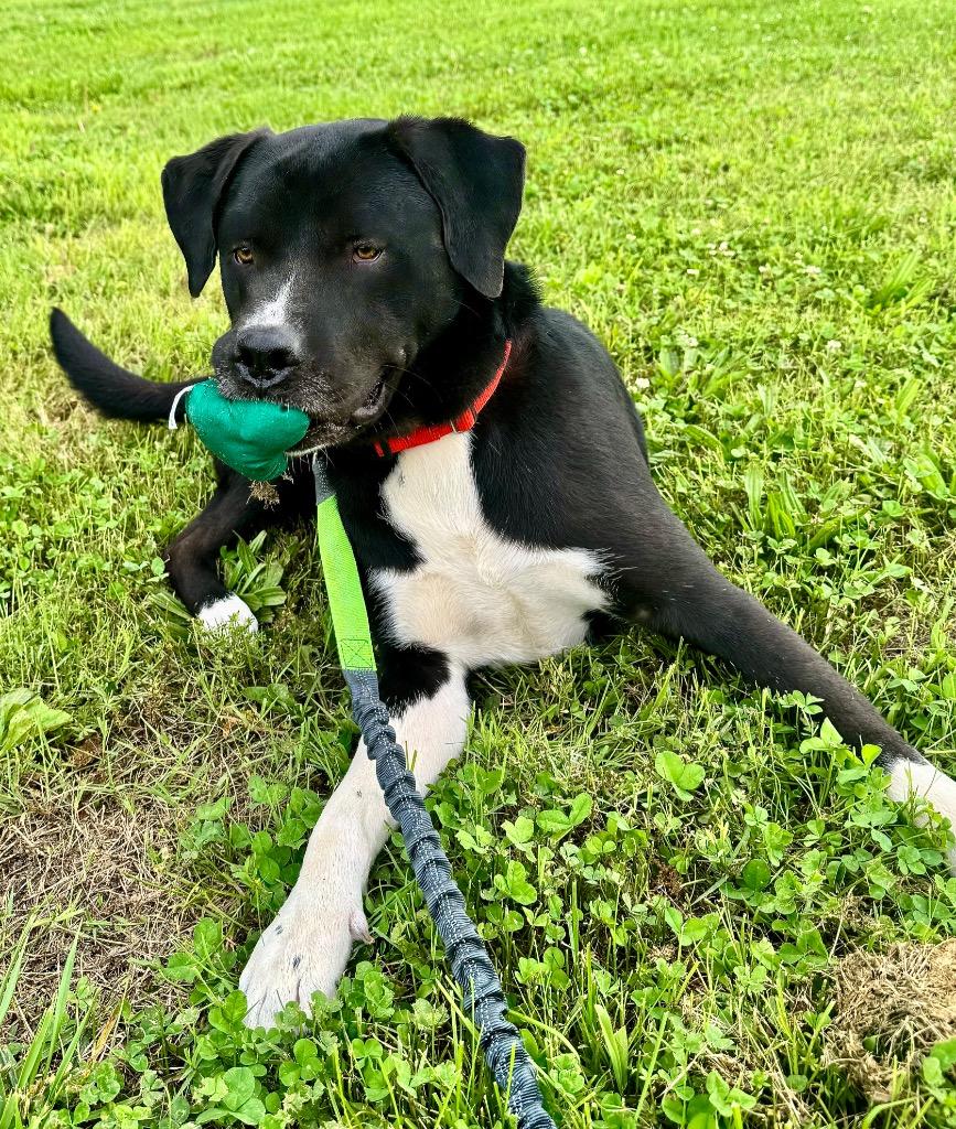 Enlarge Max, a Adoptable mixed breed in Carthage, MO image 2/5
