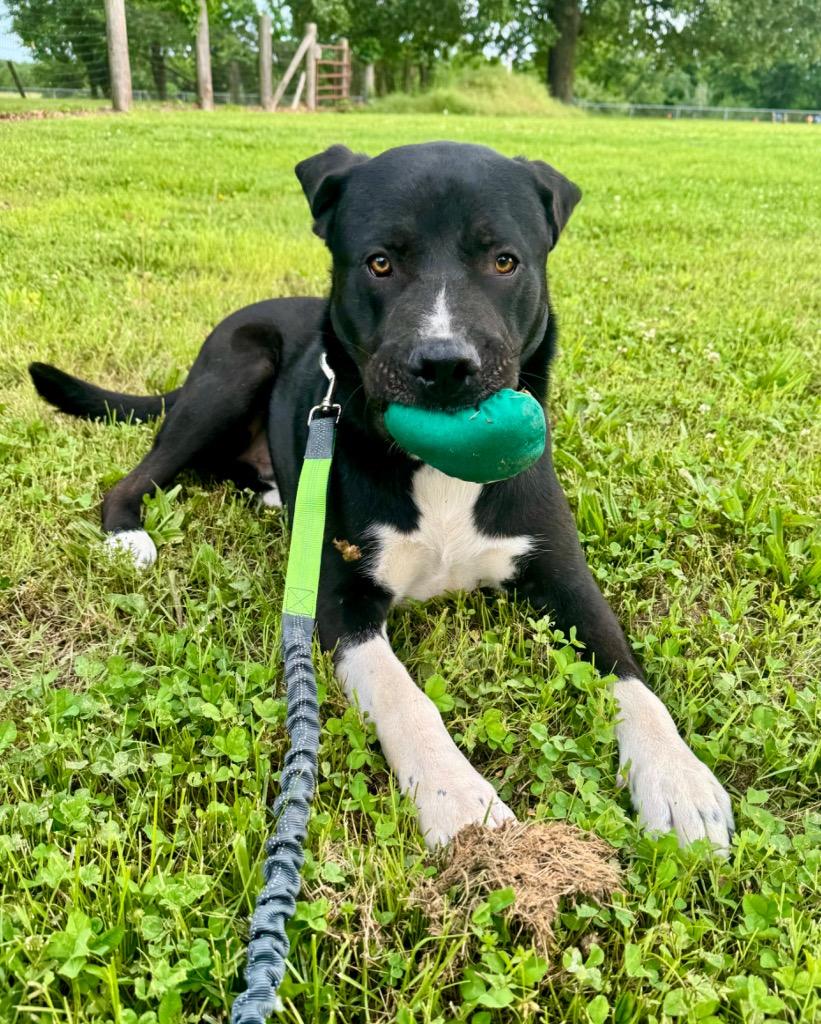 Enlarge Max, a Adoptable mixed breed in Carthage, MO image 5/5