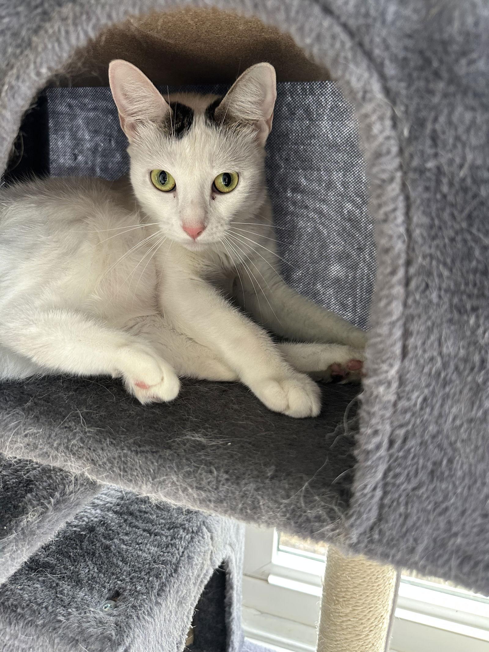 Titania, Adoptable, Young Female Tabby & Domestic Short Hair.