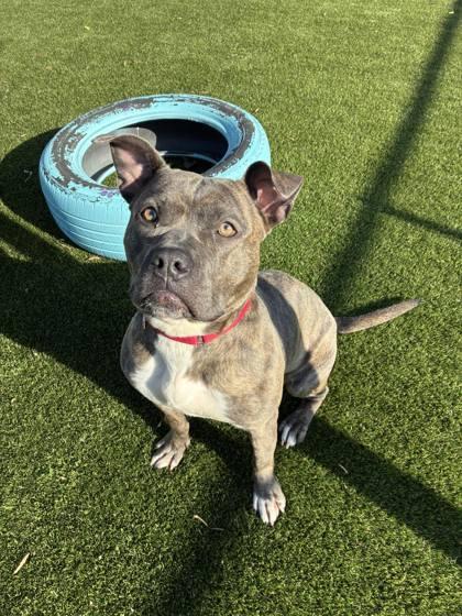 Salsa, Adoptable, Adult Female Terrier & Mixed Breed.