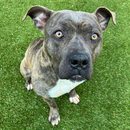 Salsa, Adoptable, Adult Female Terrier & Mixed Breed.