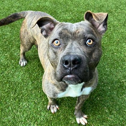 Salsa, Adoptable, Adult Female Terrier & Mixed Breed.