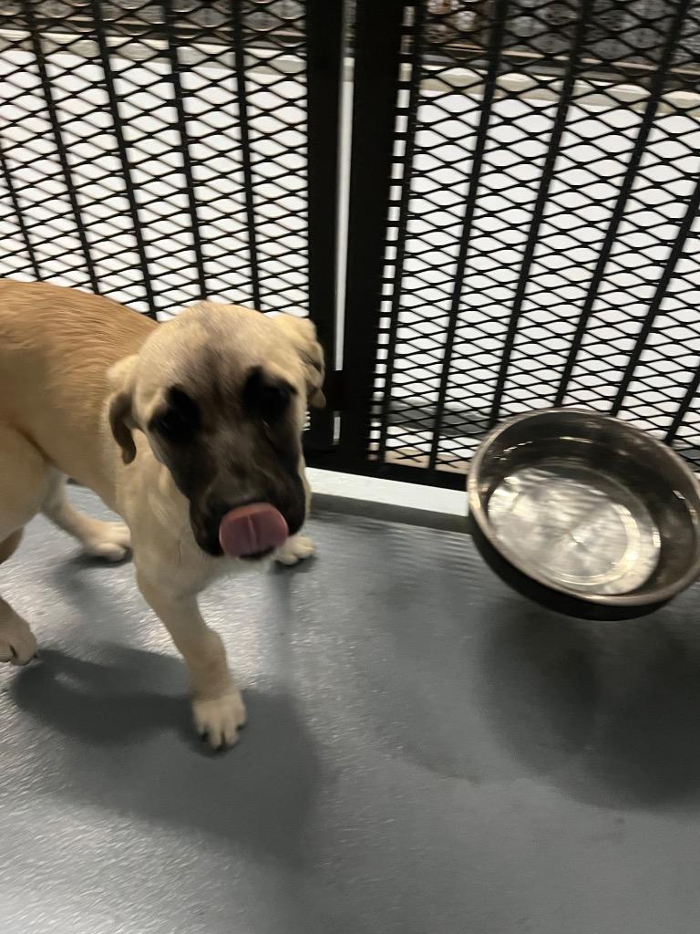 Marley, Adoptable, Puppy Female Mixed Breed.