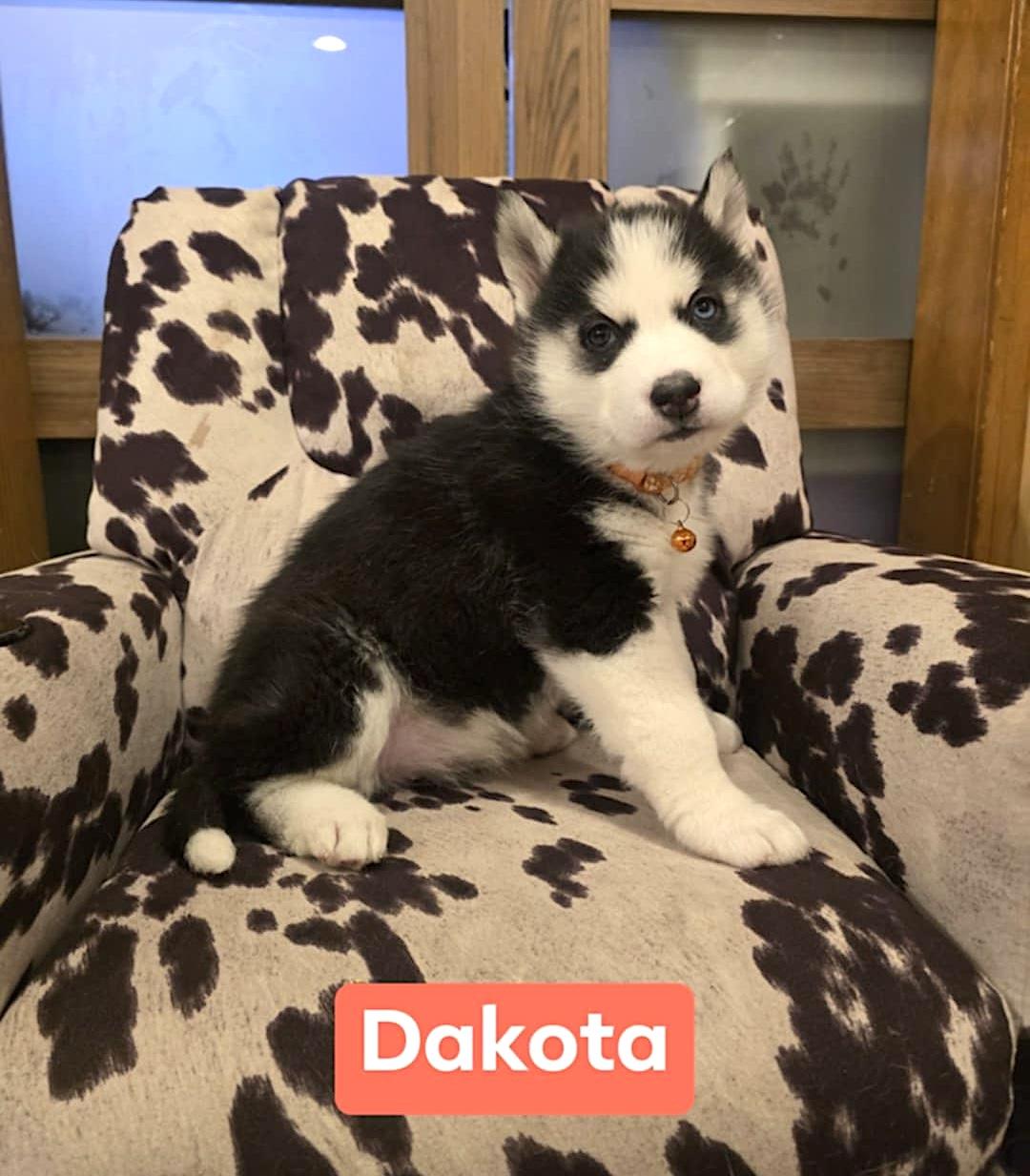 Dakota, ADOPTABLE, Puppy Female Husky.