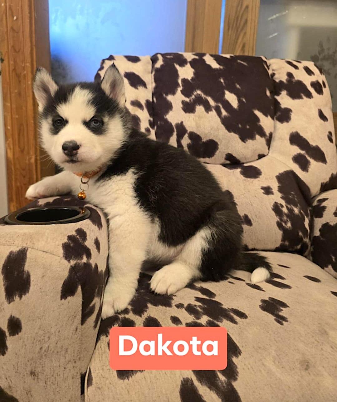 Enlarge Dakota, a ADOPTABLE Husky in Hopedale, MA image 2/2