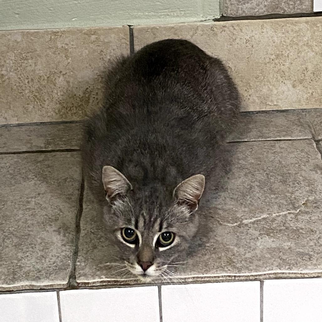 Trip, Adoptable, Adult Male Domestic Short Hair.