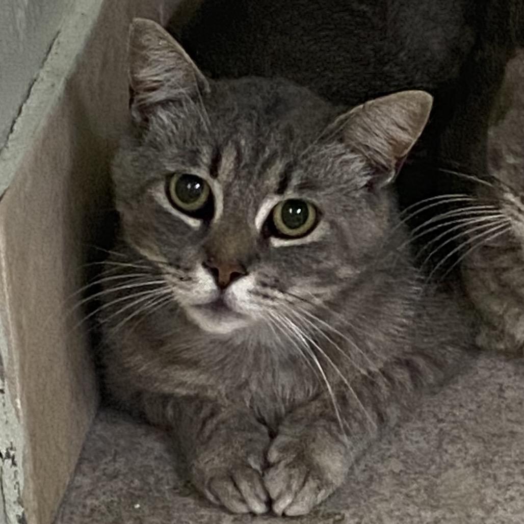 Enlarge Trip, a Adoptable Domestic Short Hair in Eureka Springs, AR image 2/3