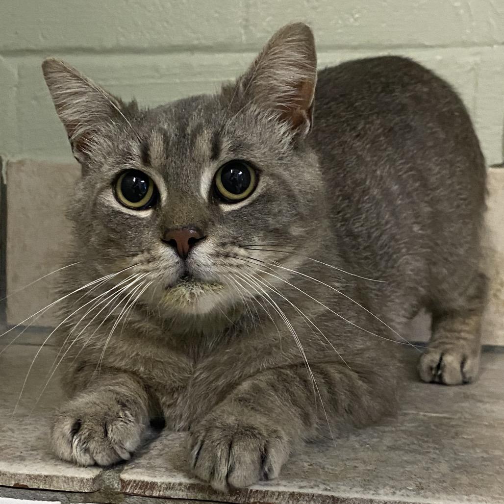 Enlarge Trip, a Adoptable Domestic Short Hair in Eureka Springs, AR image 3/3
