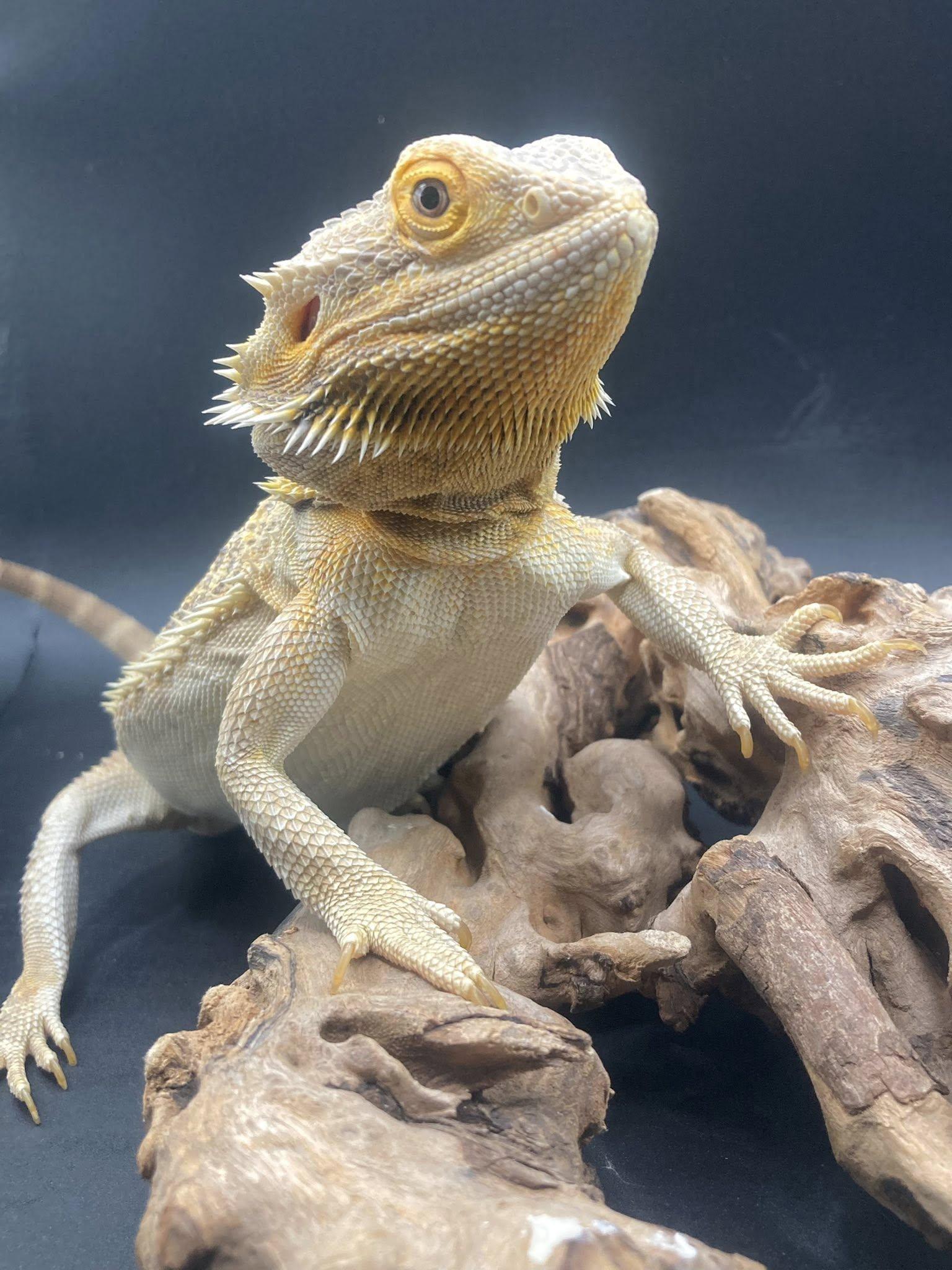 Enlarge Charlie, a ADOPTABLE Bearded Dragon in Palmerton, PA image 1/4