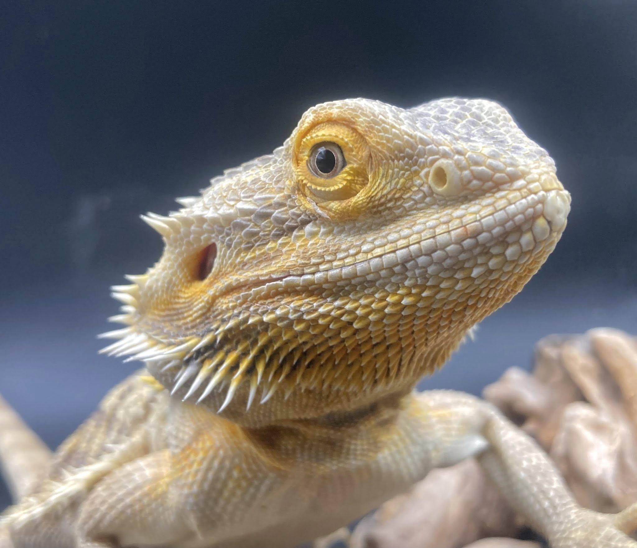 Enlarge Charlie, a ADOPTABLE Bearded Dragon in Palmerton, PA image 3/4