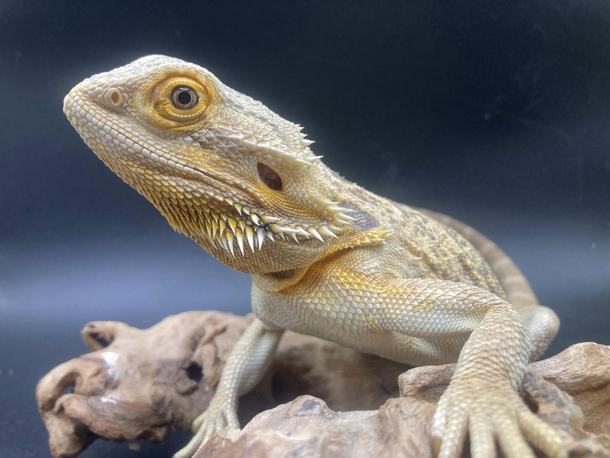 Enlarge Charlie, a ADOPTABLE Bearded Dragon in Palmerton, PA image 2/4
