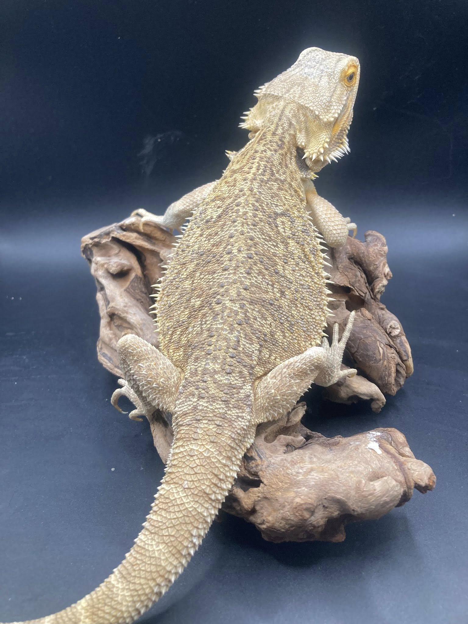Enlarge Charlie, a ADOPTABLE Bearded Dragon in Palmerton, PA image 4/4