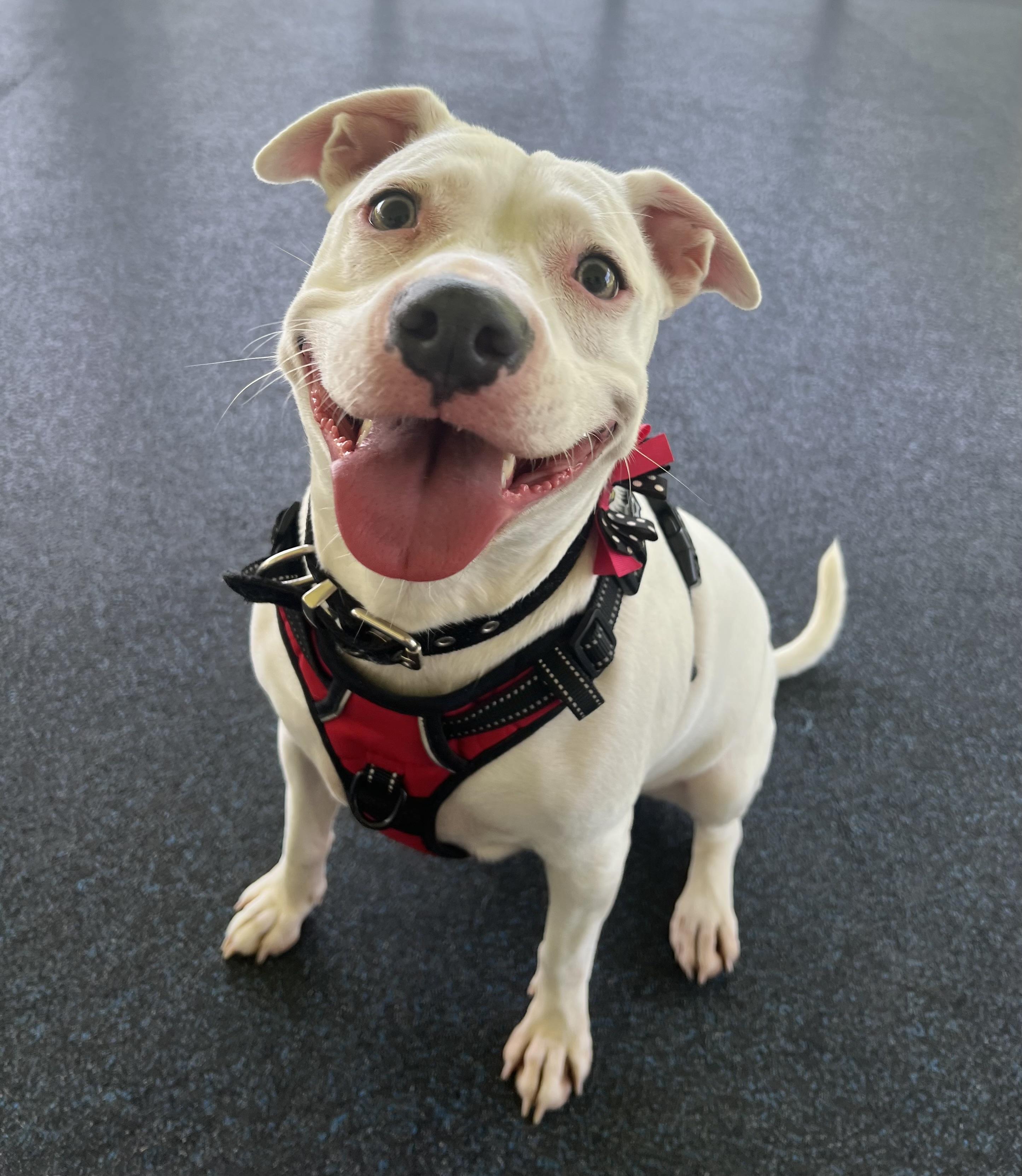 Zozo, adopted, Young Female Pit Bull Terrier.